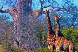 Giraffes on a game drive